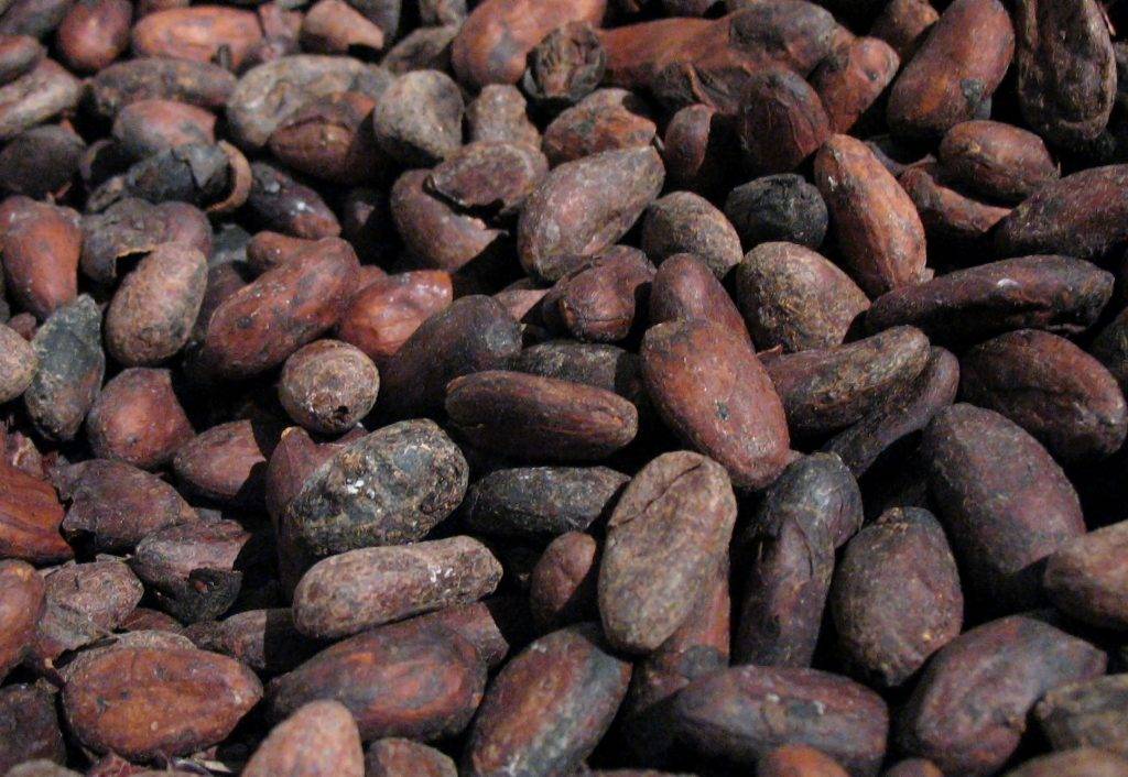 Exportan cacao colombiano a Inglaterra