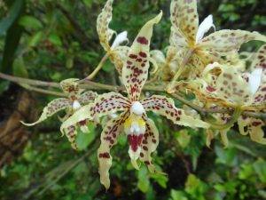 Orquídea Odontoglossum gloriosum en peligro por pesticidas