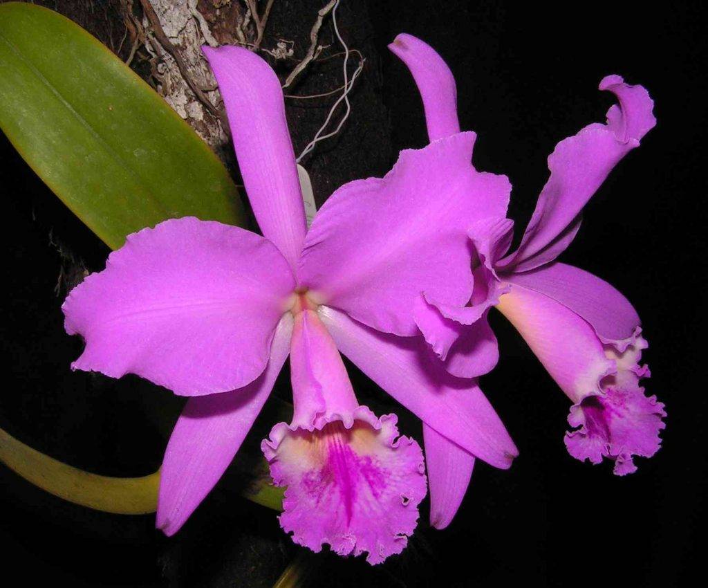 Orquídea privilegio de los Colombianos