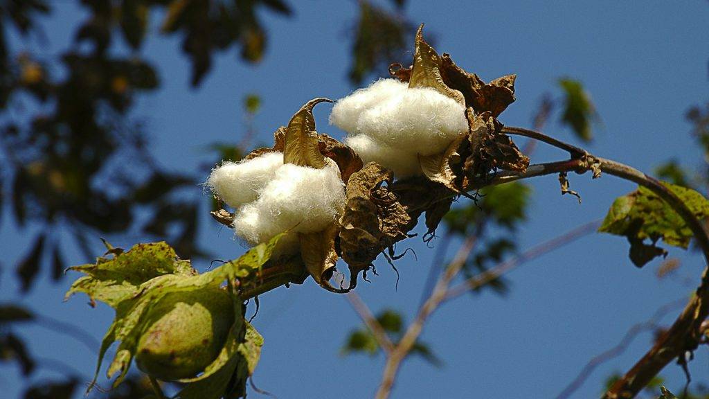 Preocupación en los campos de algodón 