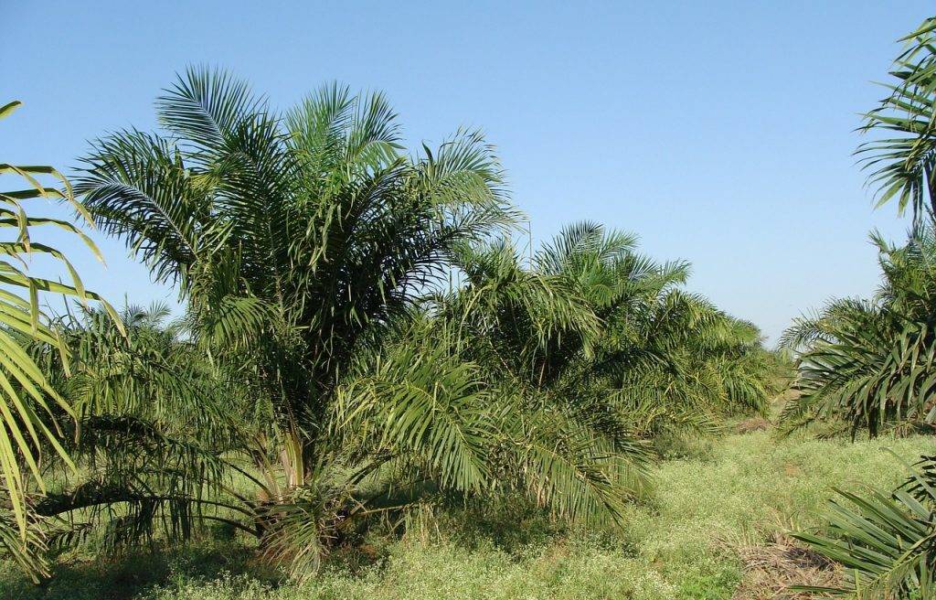 Ministra Francesa en contra de la producción de aceite de palma
