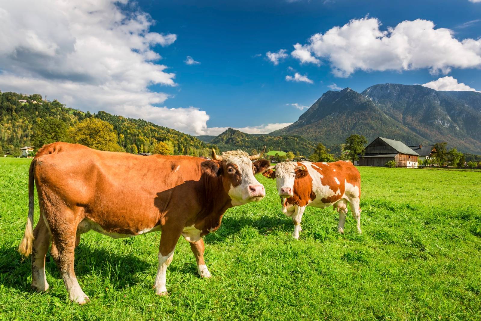 Cows on pasture in the Alps